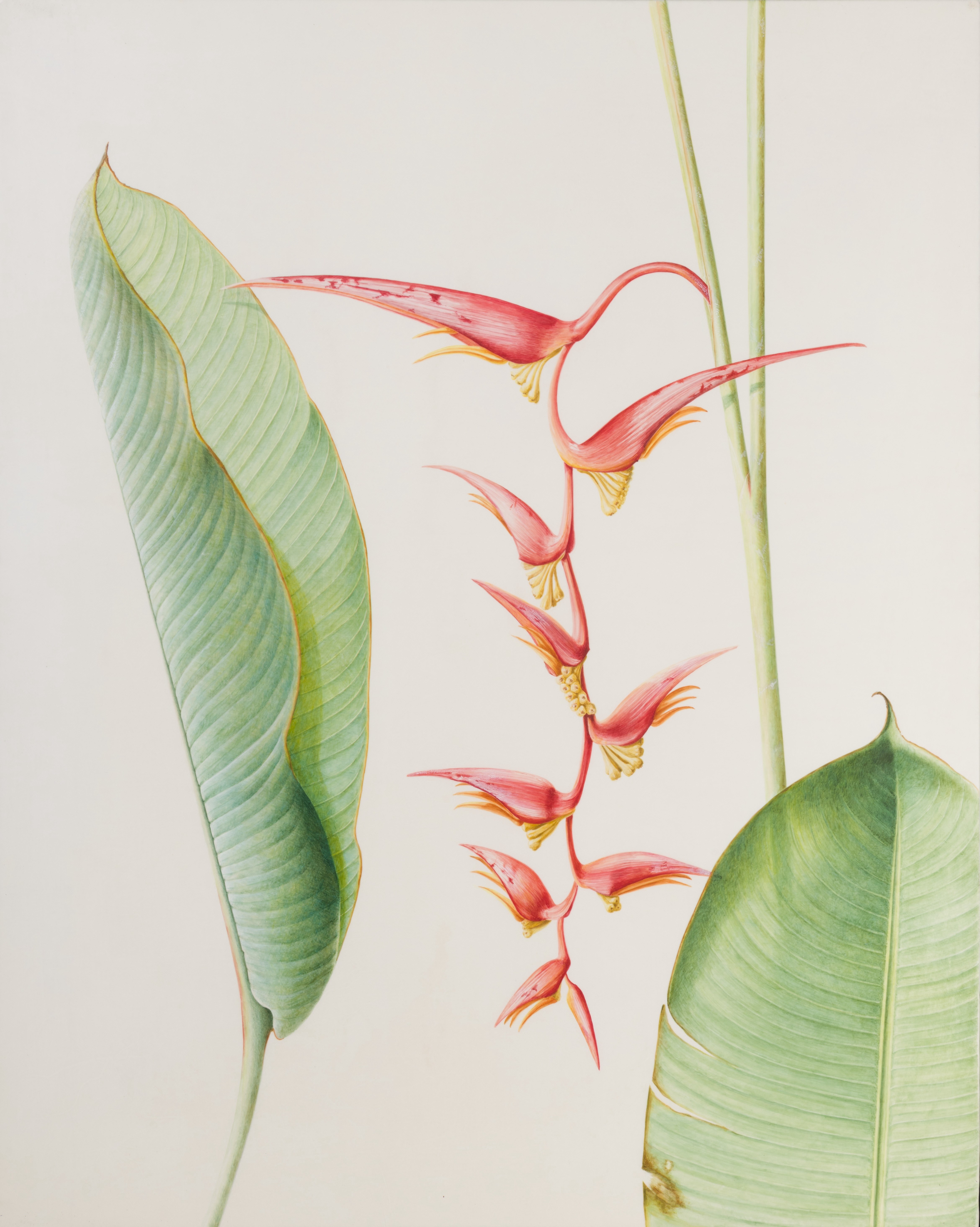 Heliconia, Tjampuhan, Ubud